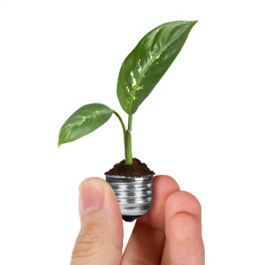 hand holding small plant