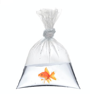 goldfish in clear plastic bag